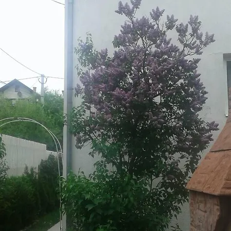 Damir's Sarajevo